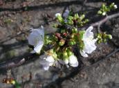 Llegan las primeras flores de los cerezos al Valle del Jerte